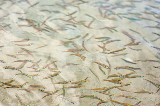 Minnows in the Caribbean