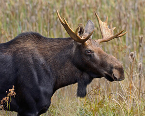 male (bull) Moose - Canada