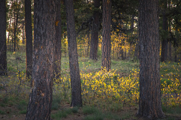 As the sunrises a yellow glow lights the forest floor's low lying growth in this forest in northern Arizona