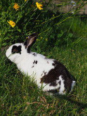 Black and White Pet Rabbit