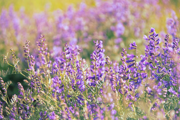 Obraz premium Purple looming wild peas on a sunny field