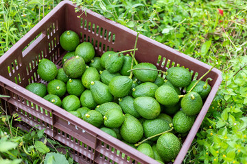 basket full of freshly harvested avocados on the ground