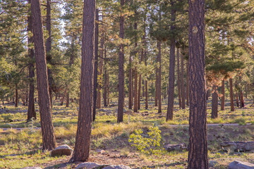 trees growing on a rocky hillside, trunks lit by the rays of the sun in a forest in Payson, Arizona. The trees provide shade as the shadows dance