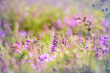 Purple looming wild peas on a sunny field
