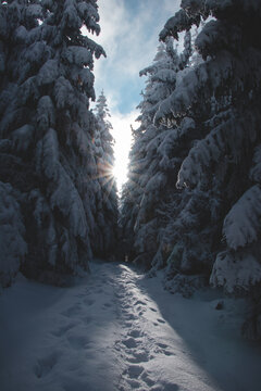 sun struggles to find a hole through the snow-covered trees and illuminates a walking trail through a spruce forest in the Czech Republic