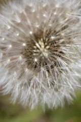 Dandelions are weeds that look soft and fluffy covered with their seeds. Macro images of these plants show the fine white growth that fills childhoods with fun as they blow on them