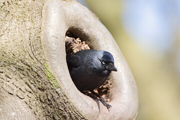 Kauw, Western Jackdaw, Corvus monedula © AGAMI