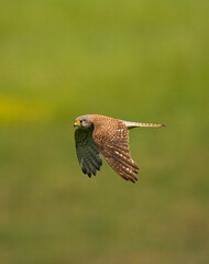 Fototapeta premium Torenvalk, Common Kestrel, Falco tinnunculus