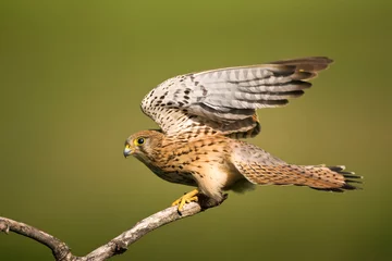 Foto op Plexiglas Torenvalk, Common Kestrel, Falco tinnunculus © AGAMI