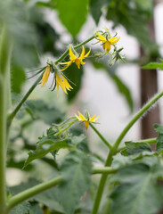 Tomatoes in the greenhouse. Tomato blooming. Yellow flower