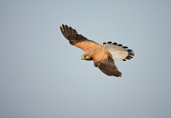 Torenvalk, Common Kestrel, Falco tinnunculus