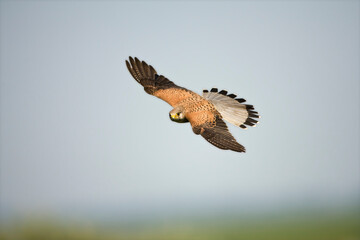 Torenvalk, Common Kestrel, Falco tinnunculus