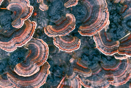 turkey tail mushrooms detail