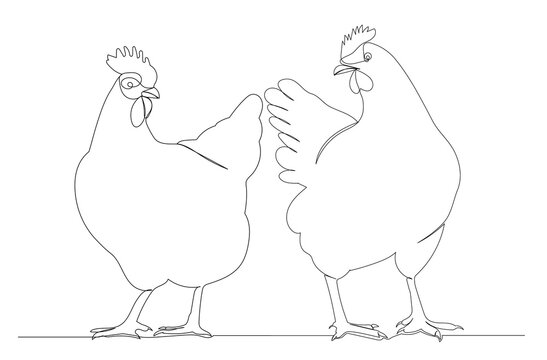 chicken continuous line, isolated, vector