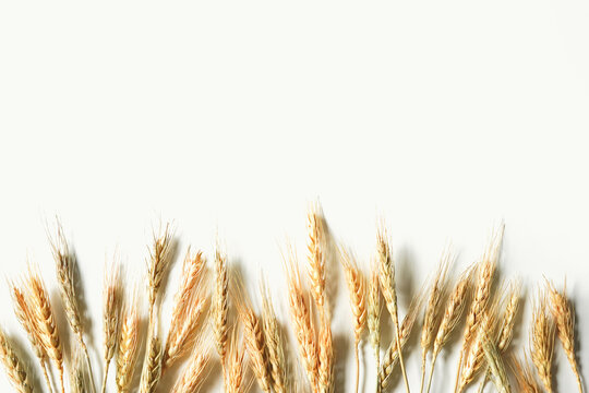 Wheat lined up on the bottom of the frame on white background.  Minimalist composition. Side border with empty space for text. Copy space.