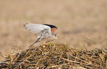 Torenvalk, Common Kestrel, Falco tinnunculus