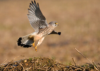 Torenvalk, Common Kestrel, Falco tinnunculus