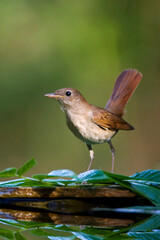 Nachtegaal, Common Nightingale, Luscinia megarhynchos