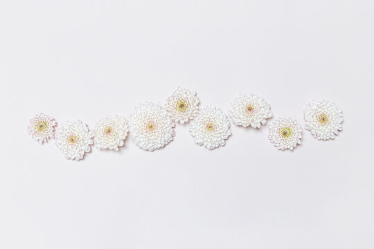 Beheaded chrysanthemum blossoms on pale pink background