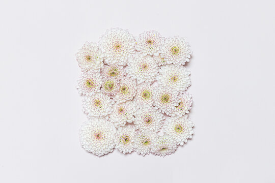 Beheaded chrysanthemum blossoms on pale pink background