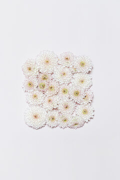 Beheaded chrysanthemum blossoms on pale pink background