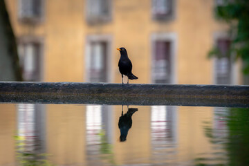 Blackbird sitting at the edge of fountain drinking, Mafra, Portugal