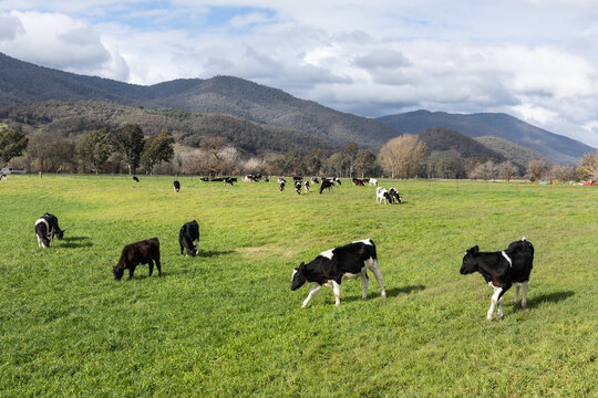 Cows in a field. Rural Victoria. Australia.