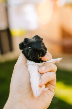 Naklejki baby guinea pig