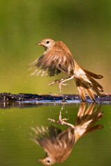 Nachtegaal, Common Nightingale, Luscinia megarhynchos