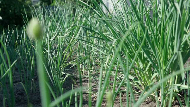 Growing green garlic out of the ground with space to copy text. Agricultural industry