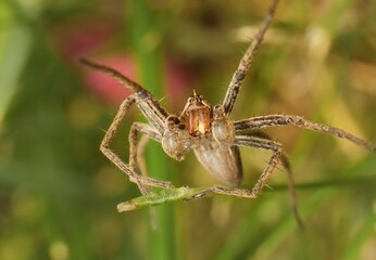Nursery web spider Pisaura mirabilis