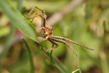 Nursery web spider Pisaura mirabilis