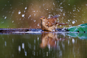 Nachtegaal, Common Nightingale, Luscinia megarhynchos