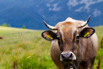 cow on the meadow