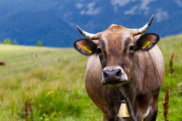 Cow in the field. Cow on the background of sky and green grass