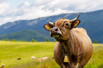 Cow on a meadow. Cow on the background of sky and green grass
