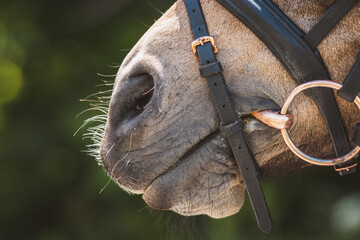 Pferdemaul © Petra Fischer