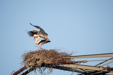 Storch 1