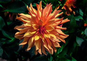 View of dahlia in the garden. Variety - French cancan