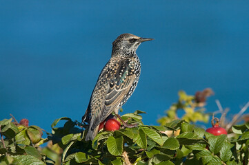 Common Starling, Spreeuw, Sturnus vulgaris