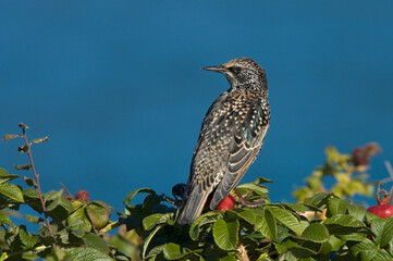 Common Starling, Spreeuw, Sturnus vulgaris