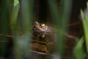 Frosch 3