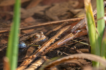 Frosch 1