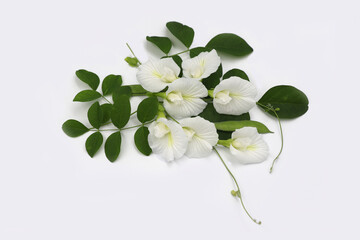 Obraz premium Close up of White Butterfly pea flower isolated on white background. Clitoria ternatea white flower.