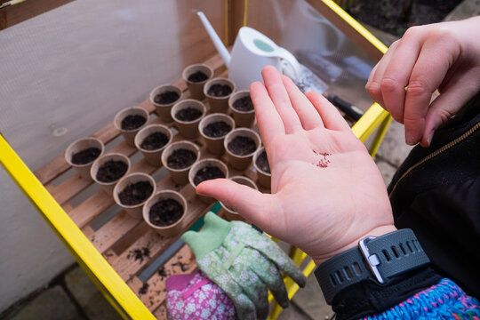 Girl hand with fresh seeds ready to be planted into pots