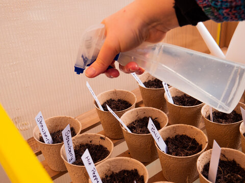 Hand spraying freshly planted seeds