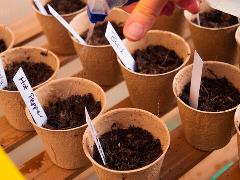 Hand spraying freshly planted seeds