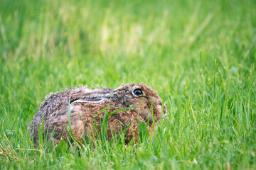 Hase 1