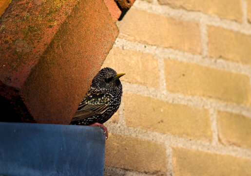 Spreeuw; Common Starling; Sturnus vulgaris