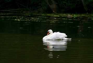 Schwan 3